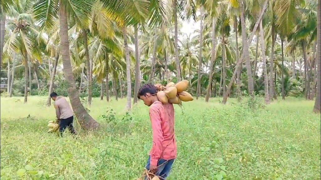 Coconut Tree Farms